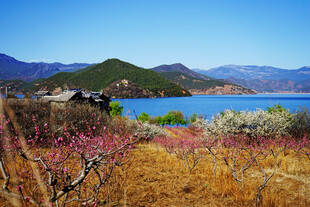 湖畔春色 繁花与远山相映