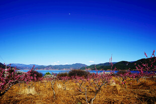 湖畔秋景 繁花与远山相映