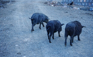 三头黑猪在泥地行走