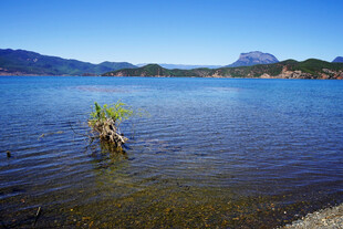 湖畔孤植 静谧湖景风光