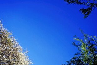 蓝天绿树间的清新景致