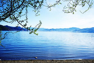 湖畔春景 柳枝轻拂碧水