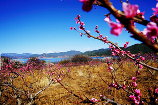 春日山间绽放的烂漫桃花