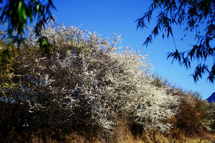 春日繁花盛开的美丽景致