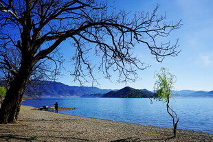 湖畔枯树与宁静山水风光