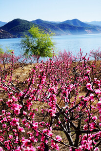 湖畔盛开的绚烂粉色桃花