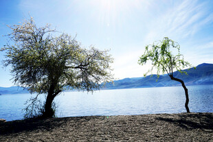 湖畔孤树 静享自然之美