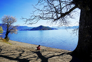 湖畔孤树旁的静谧身影