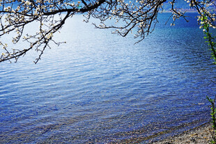 湖畔春景 花枝低垂映碧水