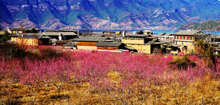 山间粉紫花田与村落美景