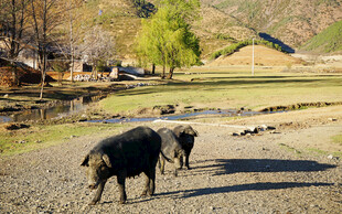 乡村小道上的两头水牛