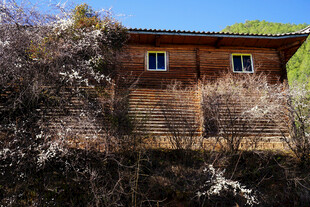 山间木屋 隐于草木之间