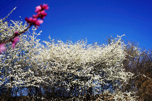 蓝天繁花相映成趣