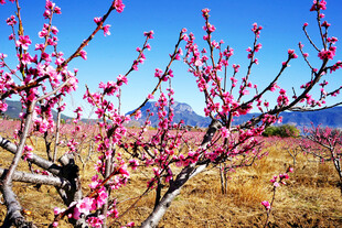 春日盛开的艳丽粉色桃花
