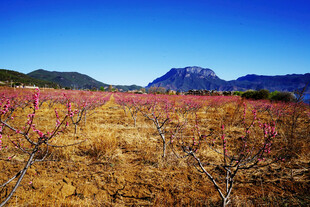 山间桃林 绽放春日浪漫