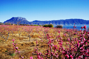 春日桃林与远山美景