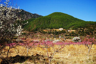 春日山野烂漫花海美景