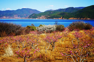 湖畔烂漫花枝的美丽景致