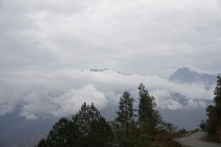 云雾缭绕的山间松林景色