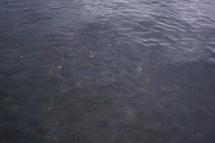 平静水面的自然纹理