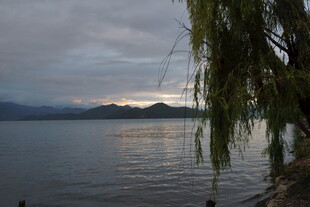 湖畔垂柳映暮色