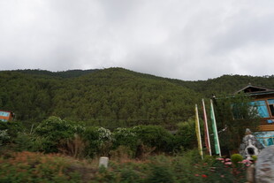 山间小屋旁的葱郁景致