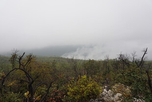 雾中荒野植被景观