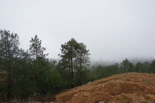 雾中林地与土堆景观