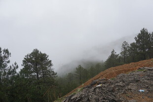 山间云雾缭绕的森林景色