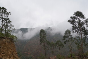 云雾缭绕的山林景致
