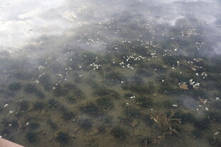 清澈水底布满黑色石块