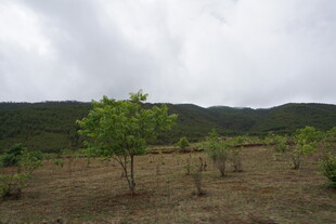 田野中的绿树与远山
