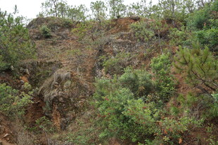 山坡绿植覆盖景象