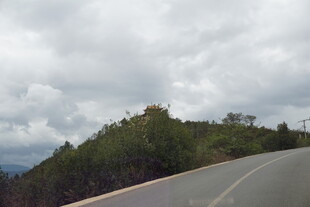 山间公路旁葱郁植被景观