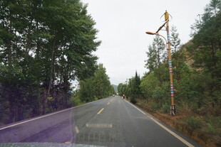 乡村公路旁绿树成荫