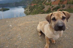 湖畔小狗惬意坐