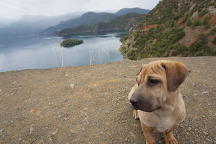 湖畔小狗眺望美丽山水