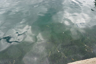 清澈水域中的水底景象