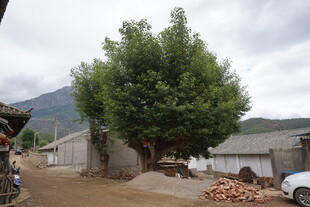 乡村大树下的宁静景象