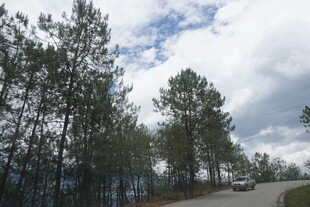 林间道路 树木与天空景致