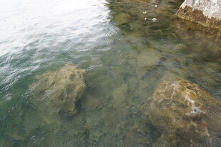 清澈水底的光滑石块