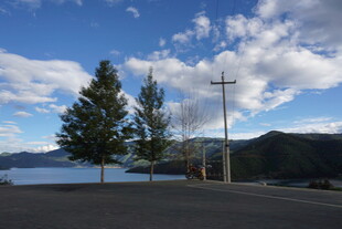 湖畔公路旁的挺拔树木