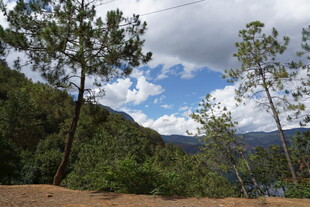 山间松林蓝天白云美景