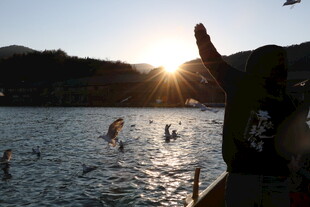 夕阳下湖畔的欢乐戏水场景