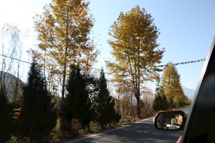 秋日公路边的挺拔树木