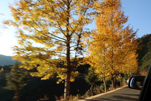 秋日林间金黄树木美景