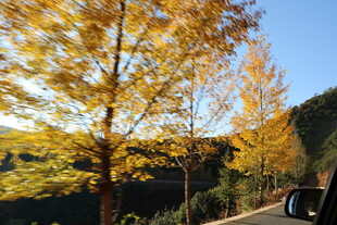 秋日金黄银杏林美景