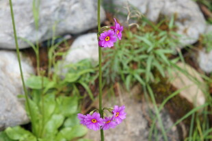 岩石旁绽放的紫色小花