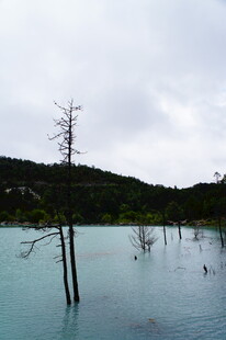 蓝湖枯树风景图