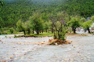 山间洪水中的树木